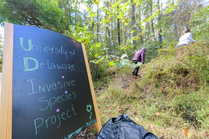 Students climb wooded trail