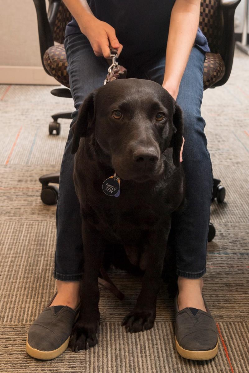 Ripple, Olivia Shaw's 3-year-old guide dog