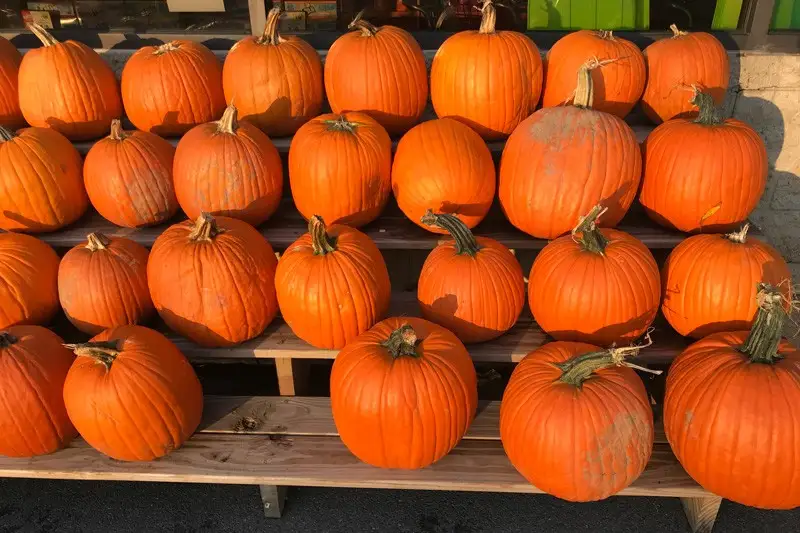 More than 1.5 billion pounds of pumpkin are produced in the U.S. annually — Illinois, Indiana, Pennsylvania and California are the top-producing states — and 80% of the crop is harvested in October.