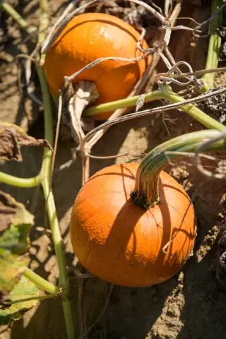 The pumpkin has rejuvenated many family farms across America, including the fifth-generation Ramsey Farm located just north of Wilmington and run by a graduate of UD’s agricultural engineering program.