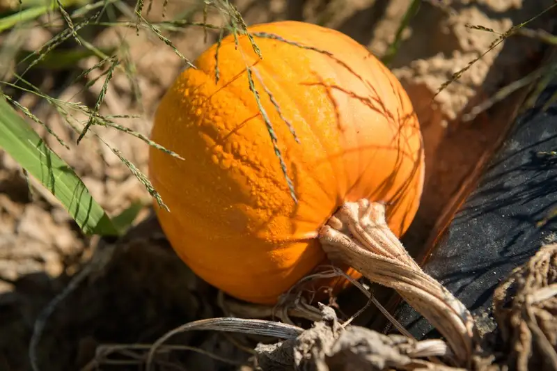 A pumpkin is more than a fruit (yes, a fruit). In America, the orange gourd is a beloved symbol of agrarian values and natural abundance. Cindy Ott, professor of history and material culture at the University of Delaware and the author of a book on all things pumpkin, has investigated the curious story behind the icon.