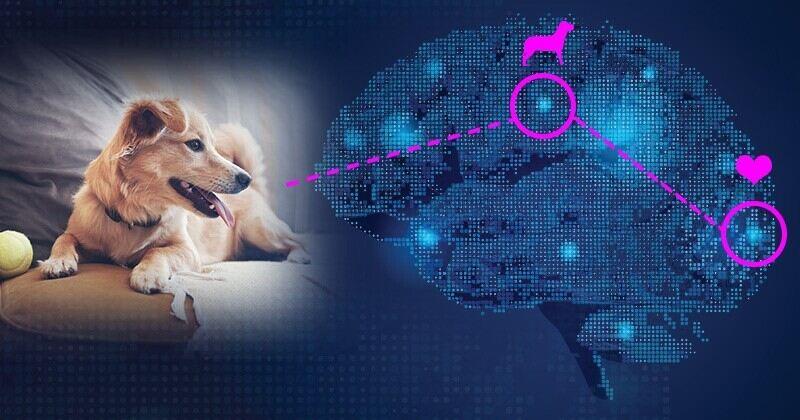 graphic of a dog and human brain