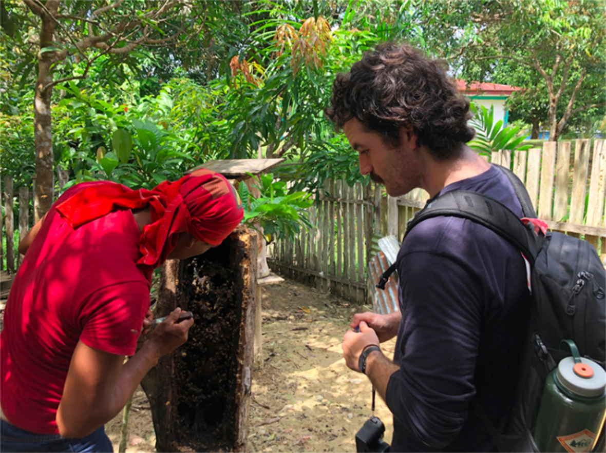 ​Christian Adams and a Maijuna stingless beekeeper look for pollen in a bees nest inside a log. Adams' work was carried out alongside that of organizations such as ACEER, OnePlanet, and FECONAMAI (Federación de Comunidades Nativas Maijuna).​