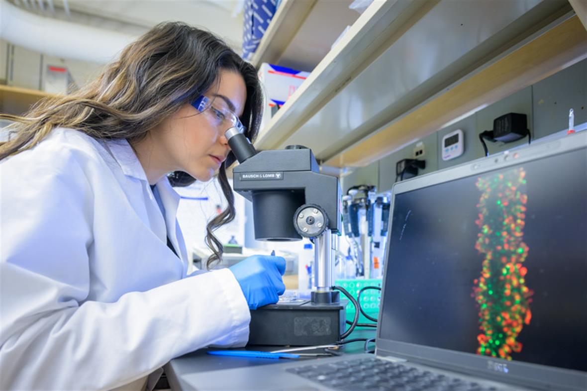 Doctoral student Sepideh Cheheltani examines fiber cells